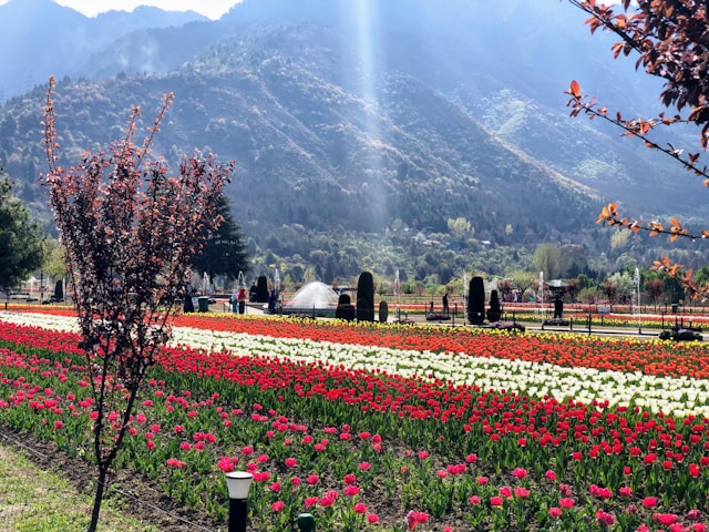 Kashmir Paradise - Kashmir tour package